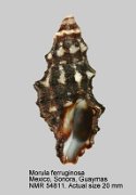 Morula ferruginosa (3)